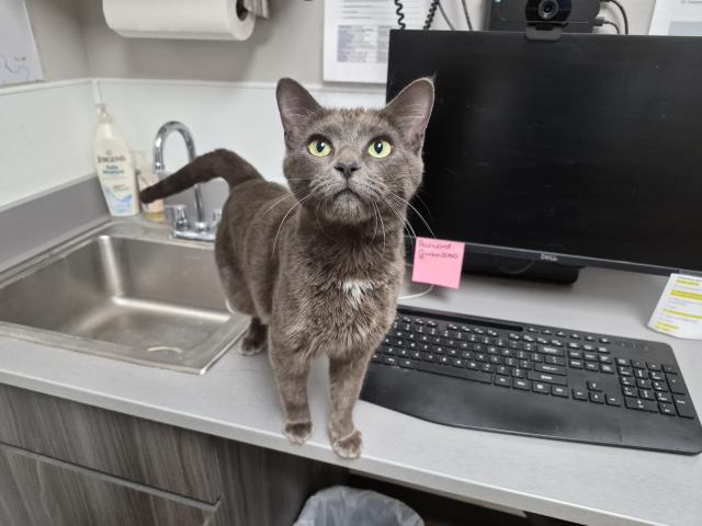 Adoptable Cat