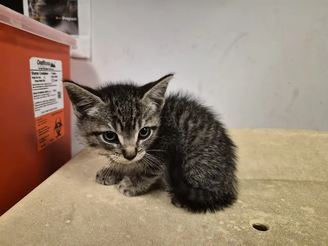 Adoptable Cat