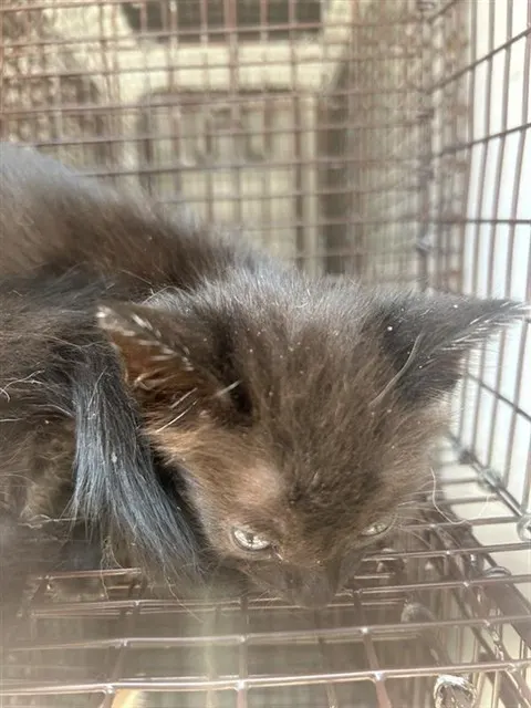 Adoptable Cat