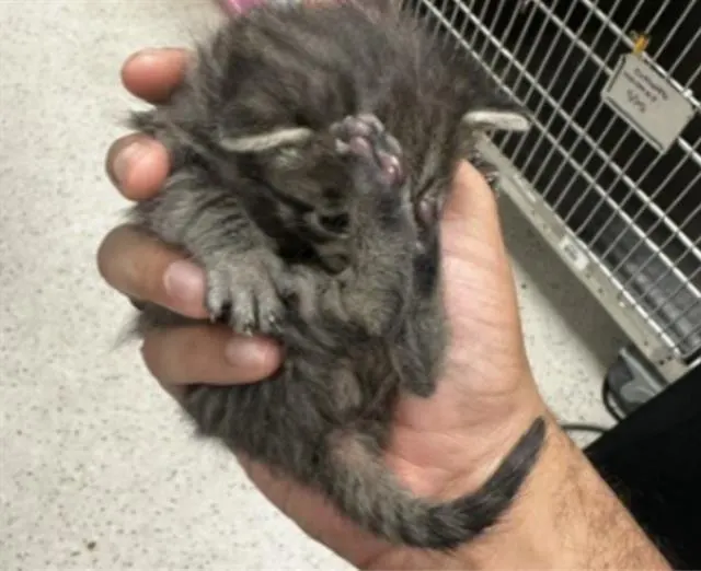 Sir Tubbins