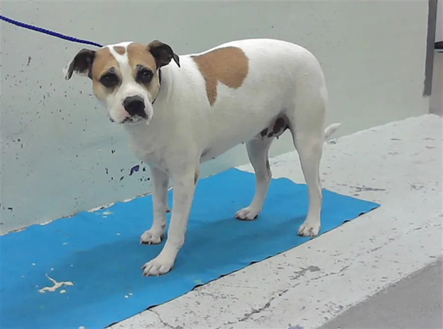 Adoptable Dog