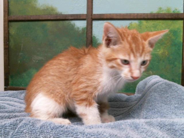 Adoptable Cat