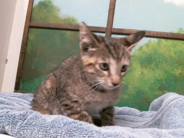Adoptable Cat