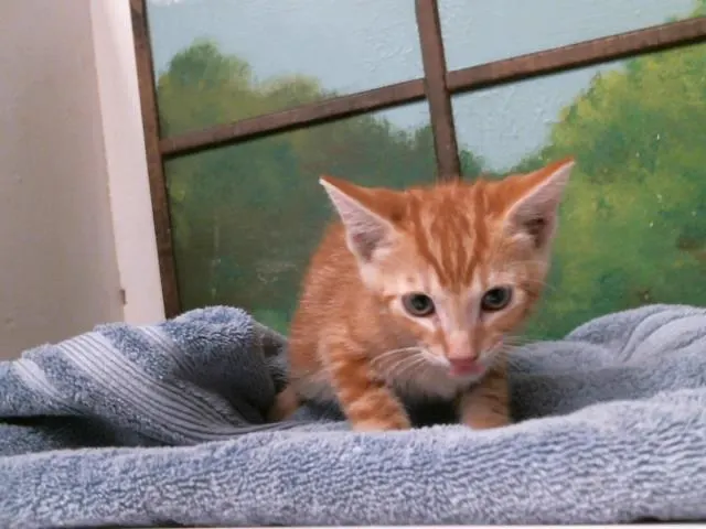 Adoptable Cat