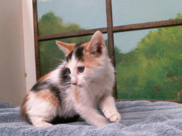 Adoptable Cat