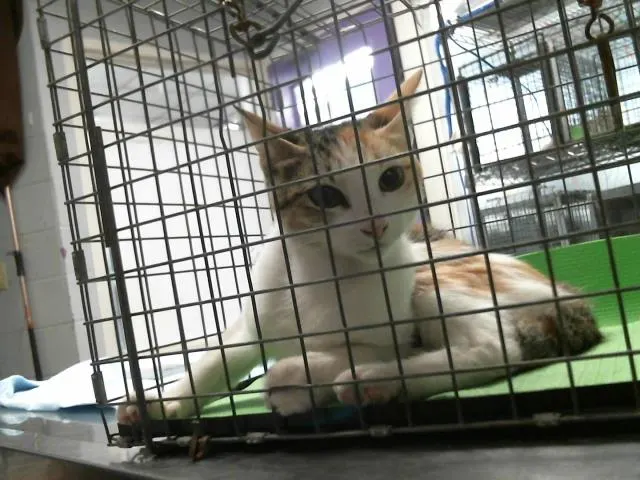 Adoptable Cat