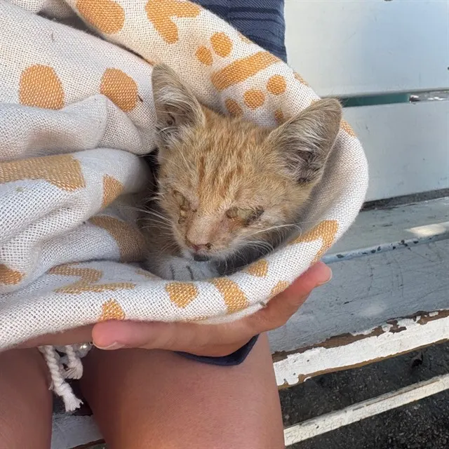 Adoptable Cat