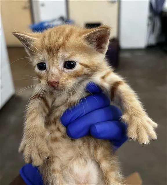 Simba