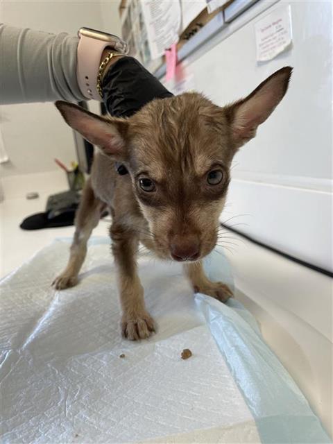 Adoptable Dog