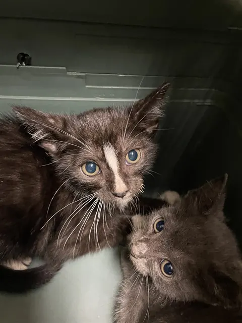 Adoptable Cat