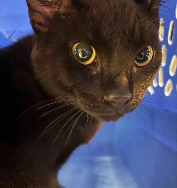 Adoptable Cat