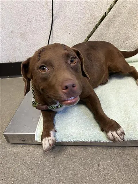Adoptable Dog