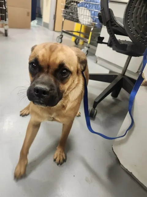 Tonya
