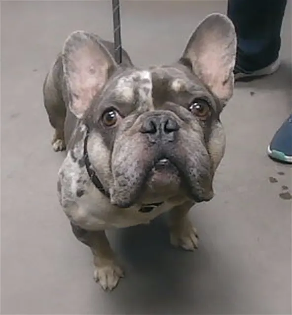 Dumbo