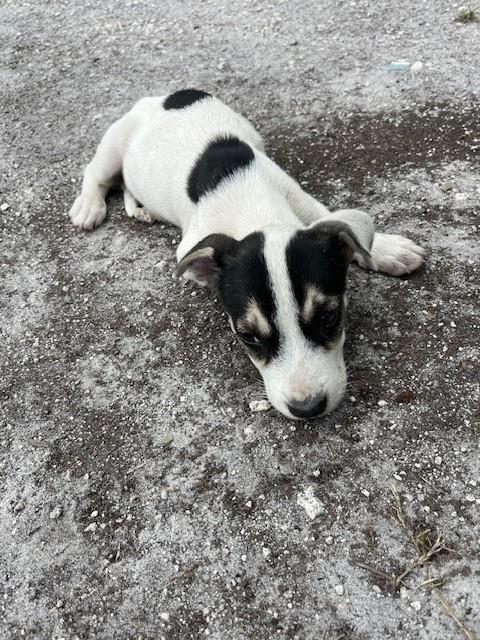 Milo