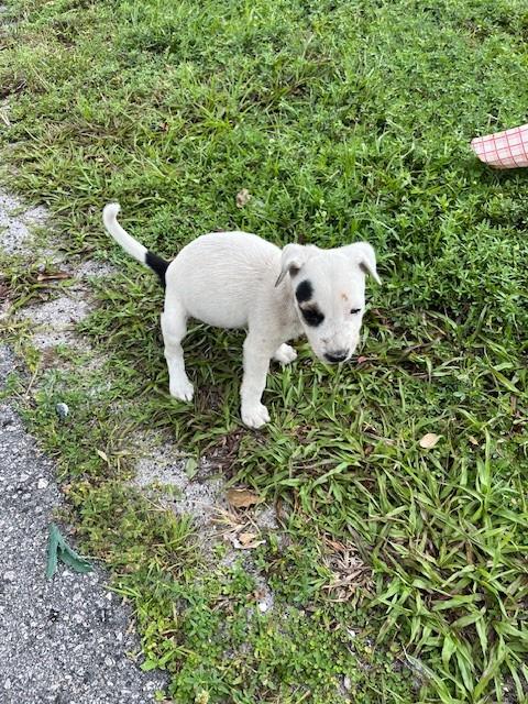 Otis