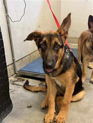 Adoptable Dog