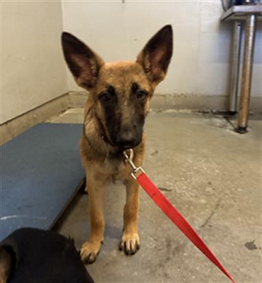 Adoptable Dog
