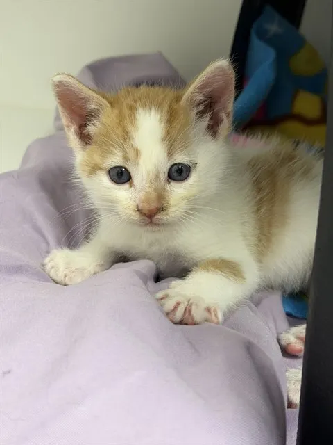 Peaches And Cream - In Foster