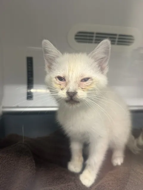 Adoptable Cat