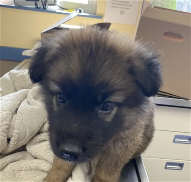 Adoptable Dog