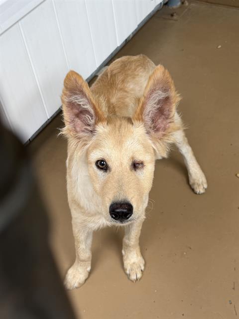 Adoptable Dog
