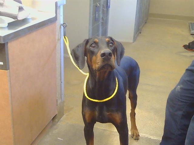 Adoptable Dog
