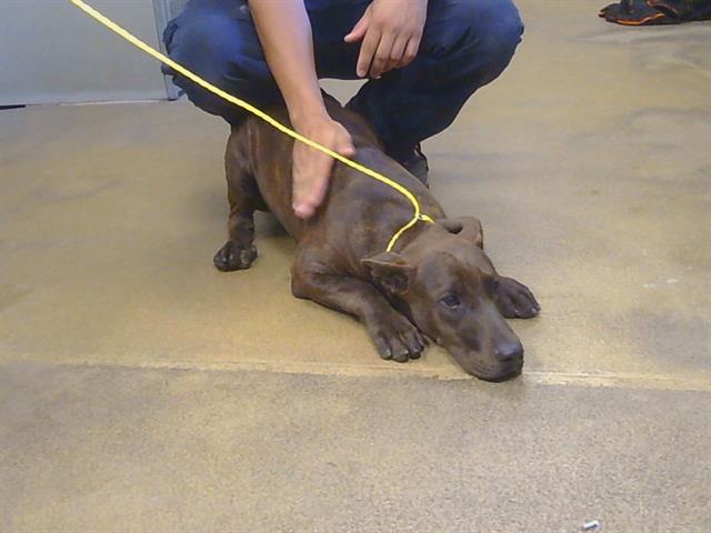Adoptable Dog