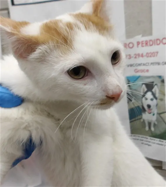 Adoptable Cat