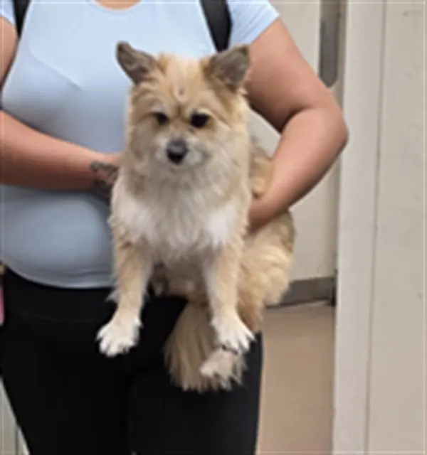 Adoptable Dog
