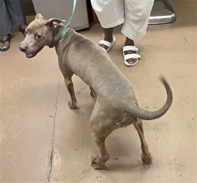Adoptable Dog