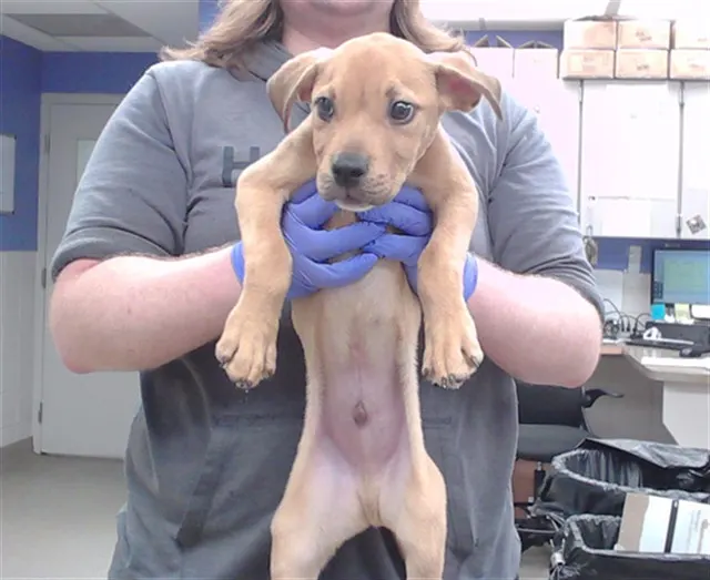 Spiderman: Brand New Dog