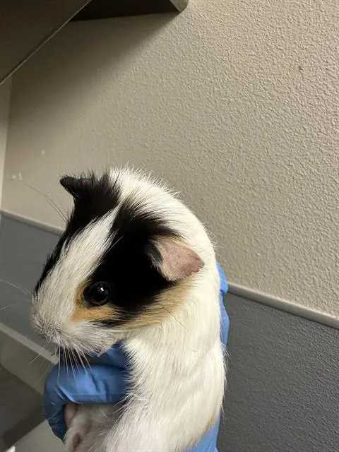 Gordito