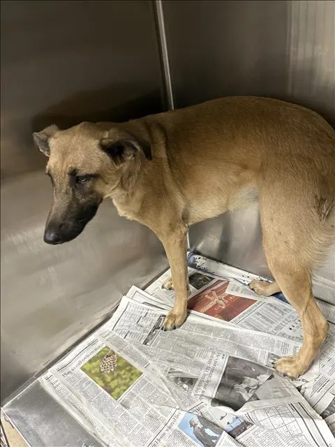 Adoptable Dog
