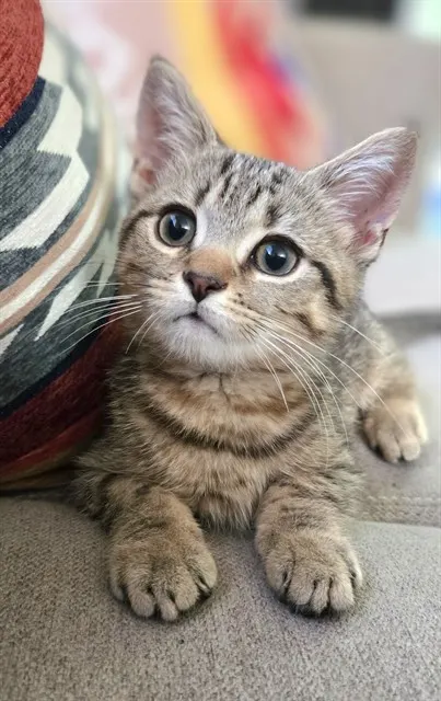 Jack