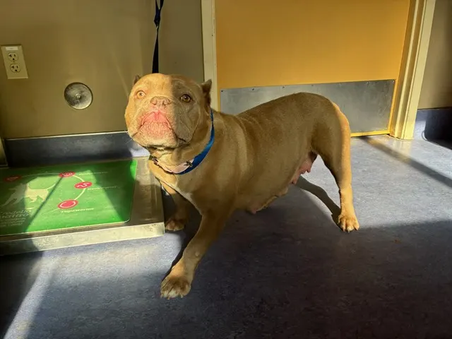 Adoptable Dog