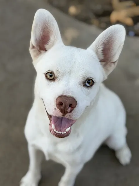 Bolt