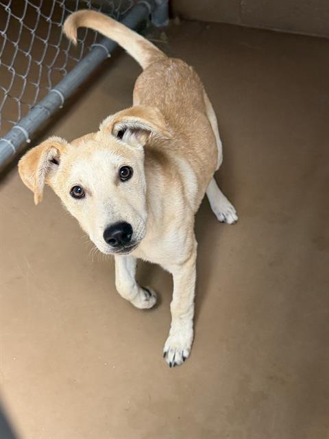 Adoptable Dog