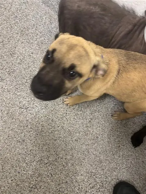 Adoptable Dog