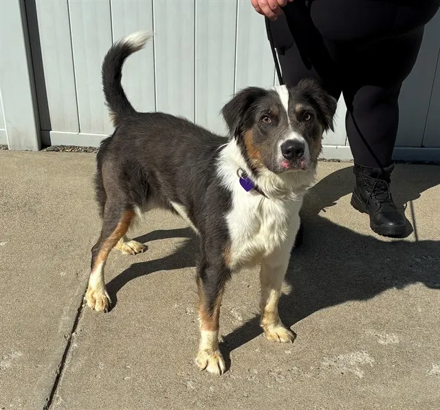 Adoptable Dog