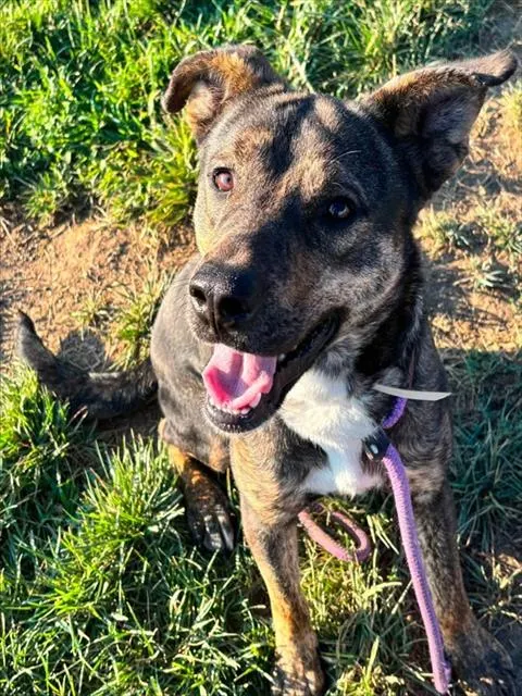 Adoptable Dog