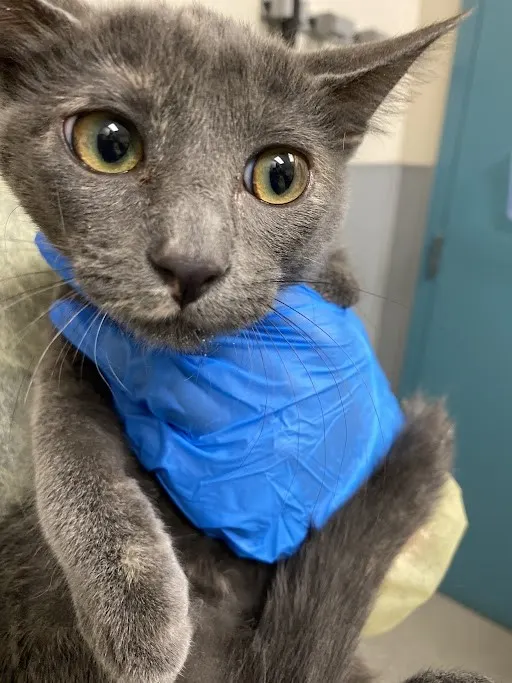*Angelicat