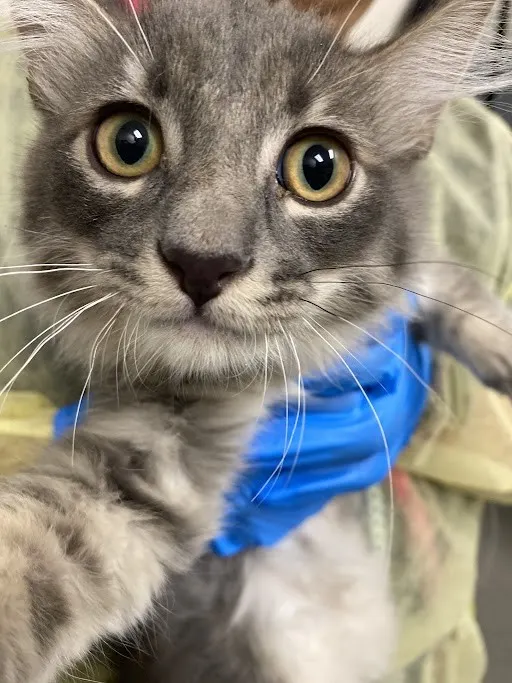 *Meowchael