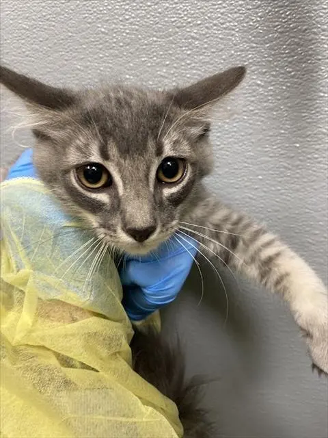 *Catrick