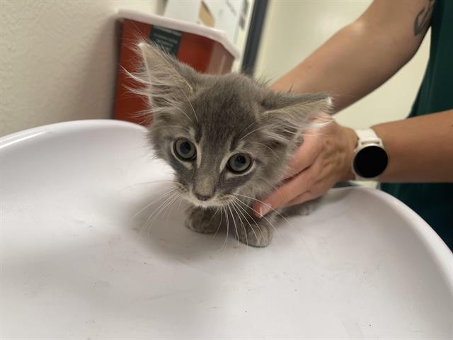 Lemon Drop