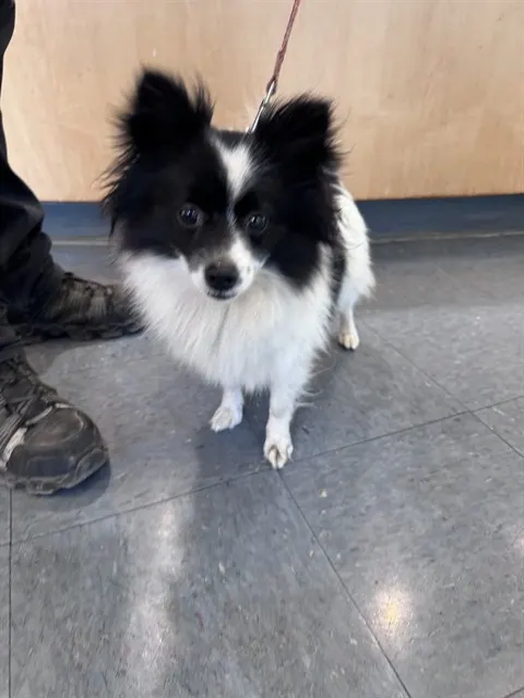 Adoptable Dog