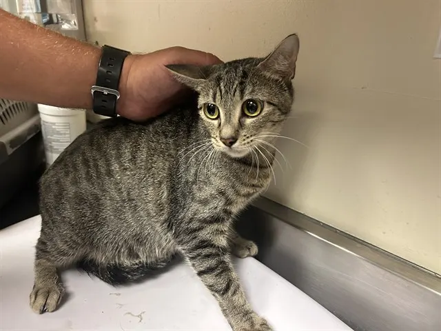Adoptable Cat
