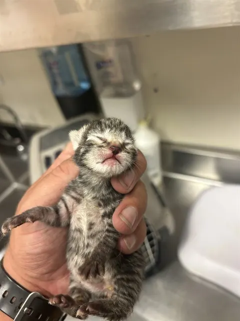 Adoptable Cat