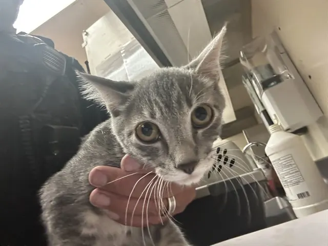 Adoptable Cat