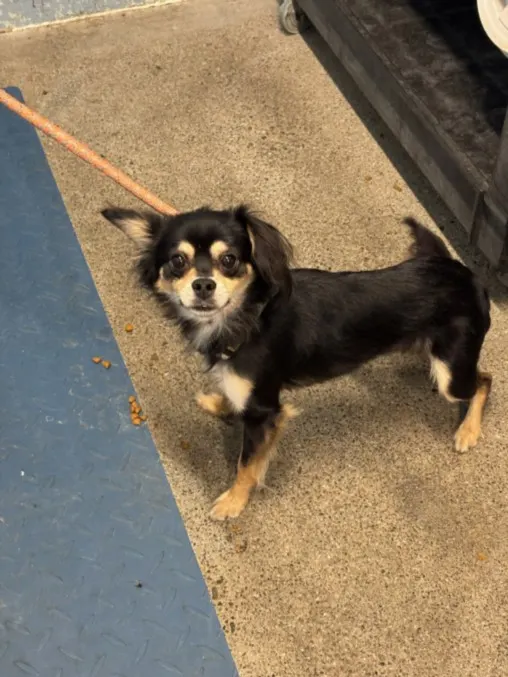 Adoptable Dog